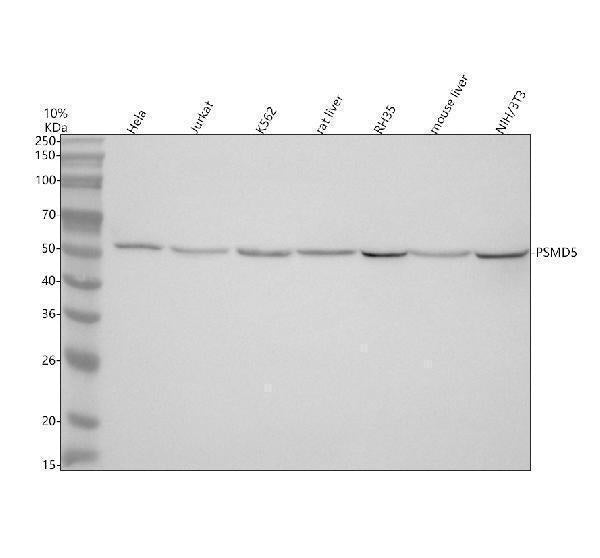 Anti-PSMD5 Antibody Picoband®