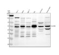 Anti-TESMIN Antibody Picoband®