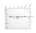 Anti-PARP15 Antibody Picoband®