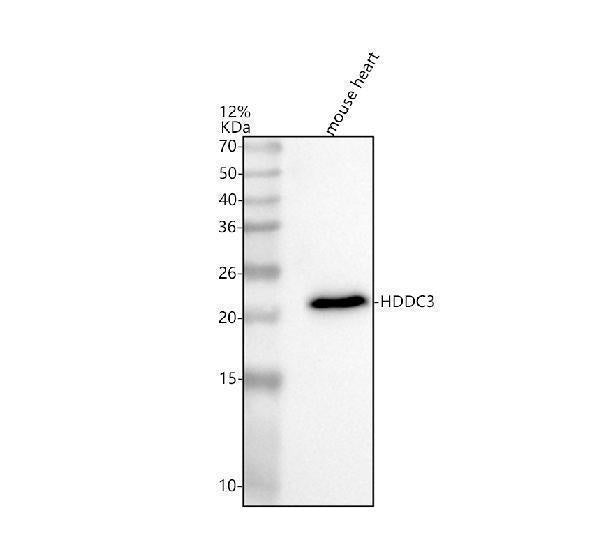 Anti-HDDC3 Antibody Picoband®