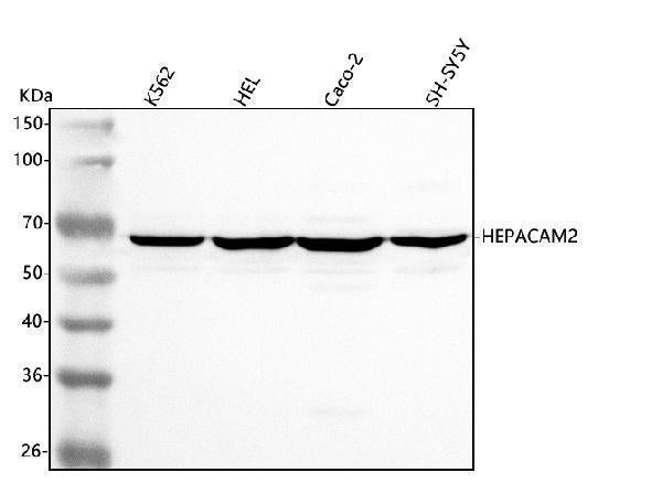 Anti-HEPACAM2 Antibody Picoband®