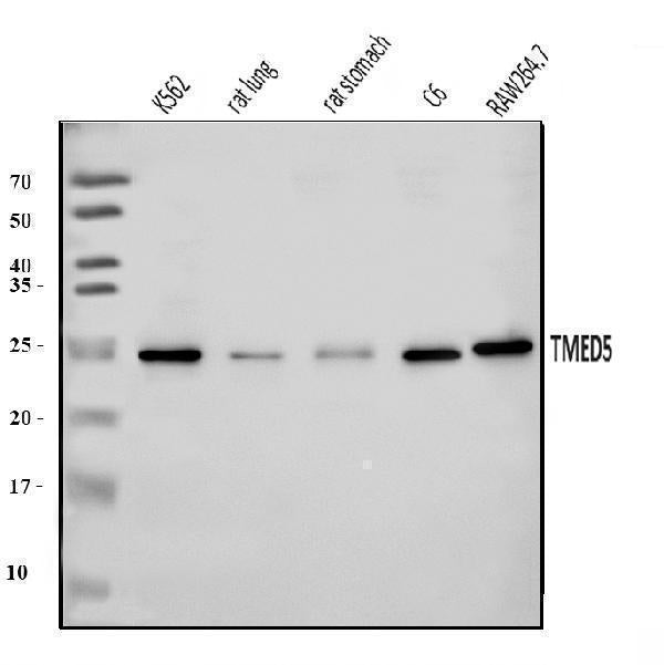 Anti-TMED5/p28 Antibody Picoband®