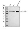 Anti-FATP3/SLC27A3 Antibody Picoband®