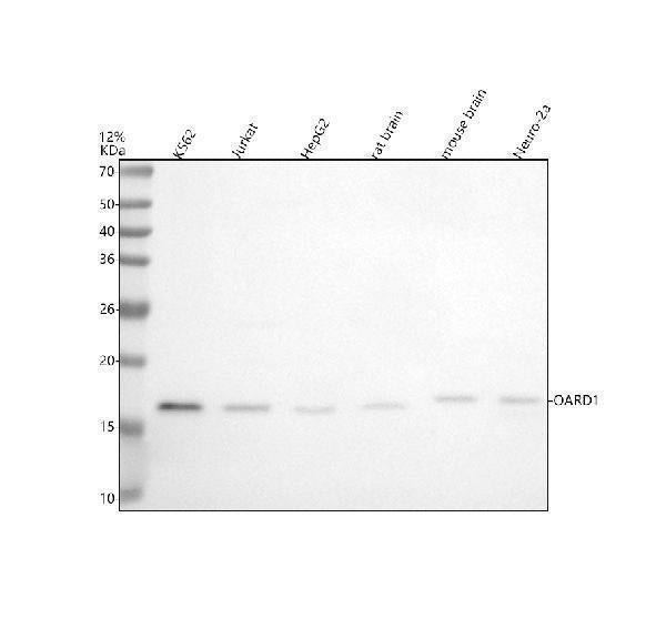 Anti-C6orf130/OARD1 Antibody Picoband®