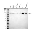 Anti-LRRN3 Antibody Picoband®
