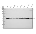 Anti-TTLL1 Antibody Picoband®
