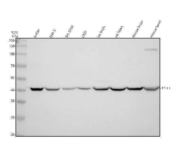 Anti-TTLL1 Antibody Picoband®