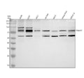 Anti-TRIM47 Antibody Picoband®