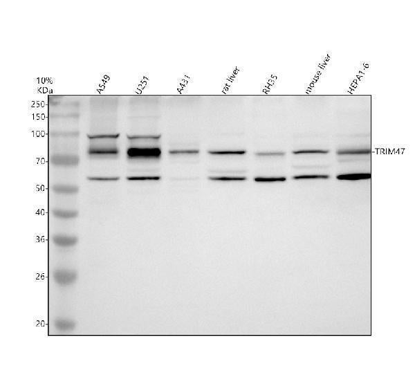 Anti-TRIM47 Antibody Picoband®