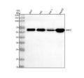 Anti-GHDC Antibody Picoband®