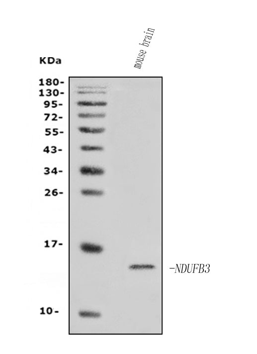 Anti-NDUFB3 Antibody Picoband®