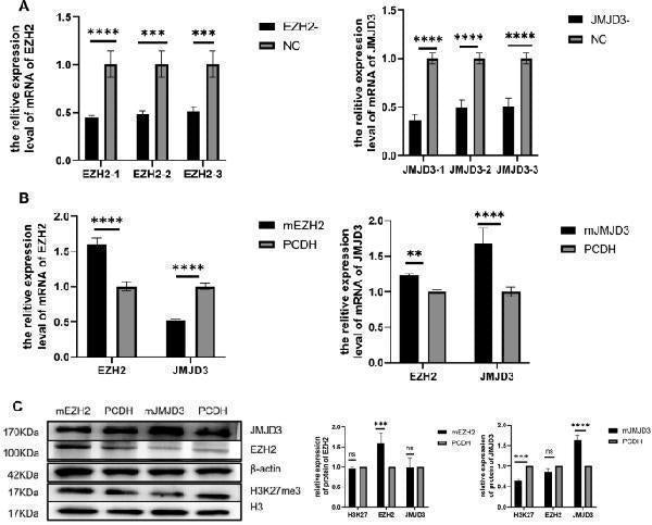 Anti-Histone H3 HIST1H3A/B/C/D/E/F/G/H/I/J Antibody Picoband®