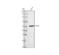 Anti-TRIM10 Antibody Picoband®