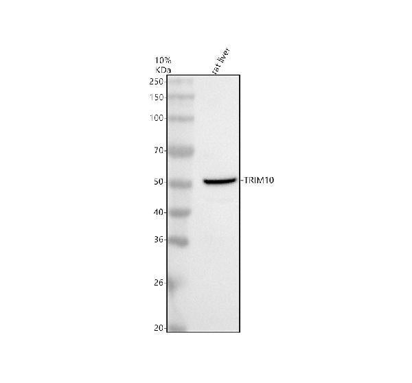 Anti-TRIM10 Antibody Picoband®