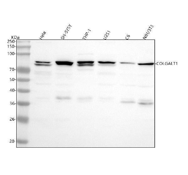 Anti-GLT25D1/COLGALT1 Antibody Picoband®