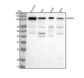 Anti-GAREM1 Antibody Picoband®