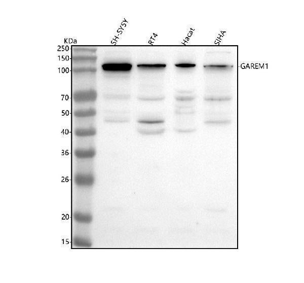 Anti-GAREM1 Antibody Picoband®