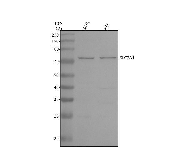 Anti-SLC7A4 Antibody Picoband®