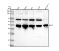 Anti-GIPC3 Antibody Picoband®
