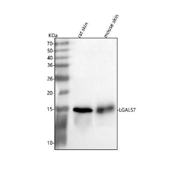 Anti-Galectin-7/LGALS7 Antibody Picoband®