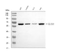 Anti-GLIS1 Antibody Picoband®