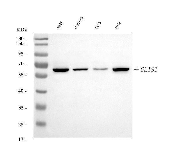 Anti-GLIS1 Antibody Picoband®