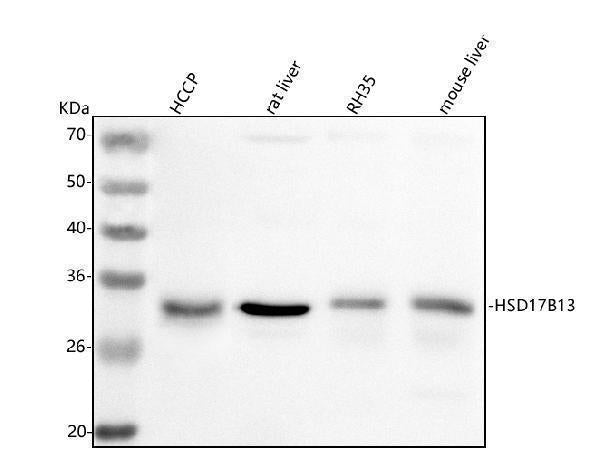 Anti-HSD17B13 Antibody Picoband®