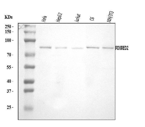 Anti-FOXRED2 Antibody Picoband®