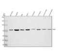 Anti-SRBD1 Antibody Picoband®