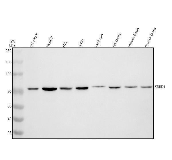 Anti-SRBD1 Antibody Picoband®