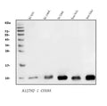 Anti-COX8A Antibody Picoband®
