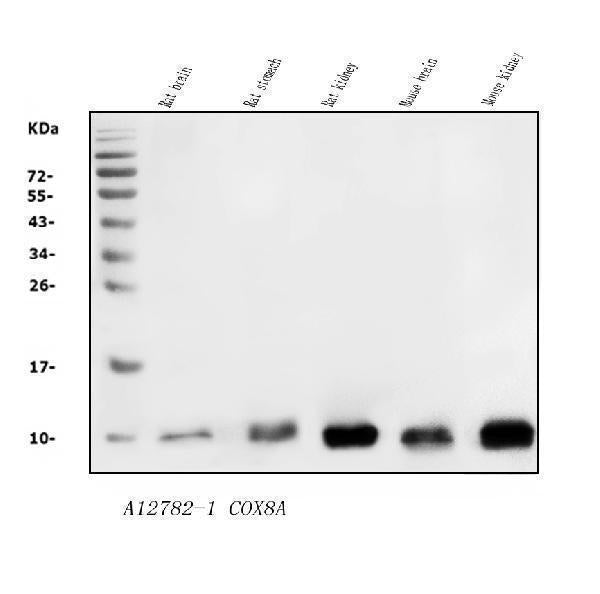 Anti-COX8A Antibody Picoband®