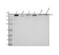 Anti-SUCO Antibody Picoband®
