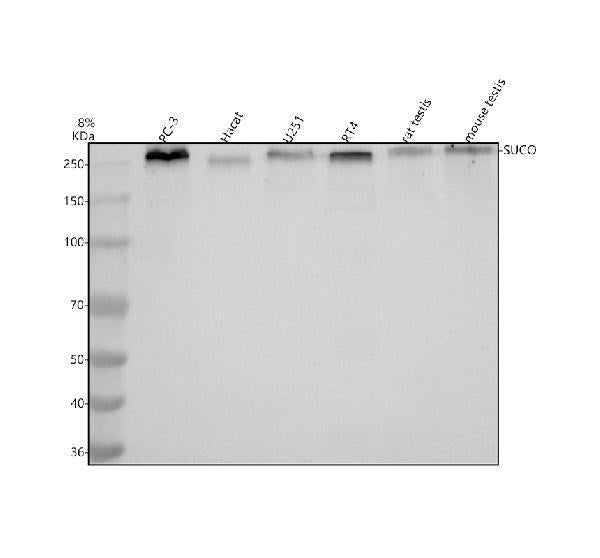 Anti-SUCO Antibody Picoband®