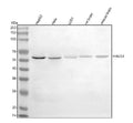Anti-HAUS3 Antibody Picoband®