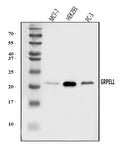 Anti-GRPEL1 Antibody Picoband®