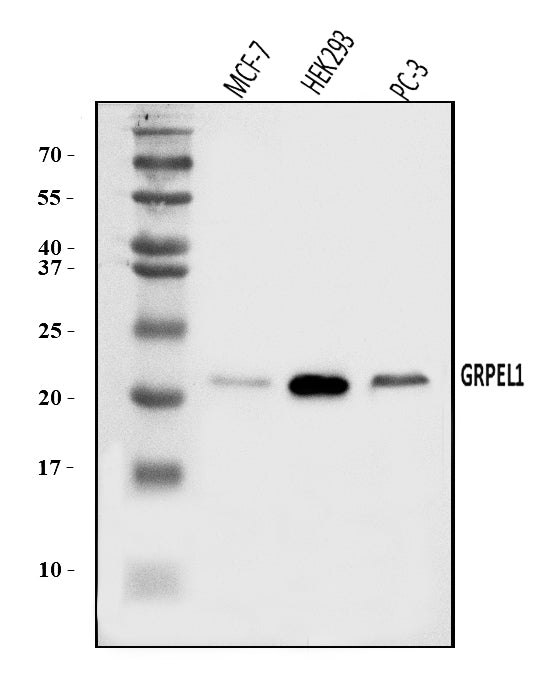 Anti-GRPEL1 Antibody Picoband®