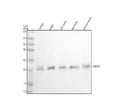 Anti-UBE2F Antibody Picoband®