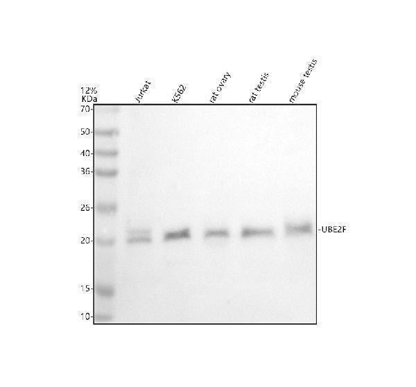 Anti-UBE2F Antibody Picoband®