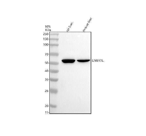 Anti-LMBR1L Antibody Picoband®