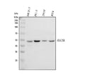 Anti-HAUS8 Antibody Picoband®