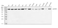 Anti-GRASP1/GRIPAP1 Antibody Picoband®