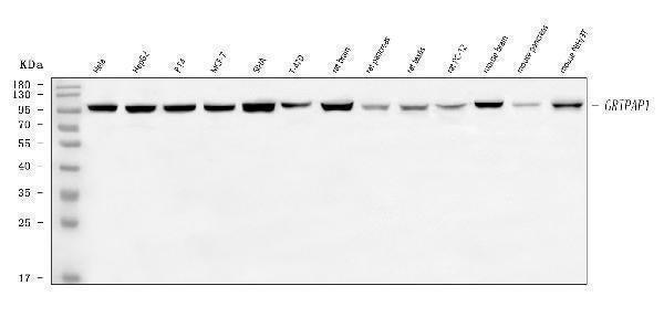 Anti-GRASP1/GRIPAP1 Antibody Picoband®
