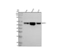 Anti-MSTO1 Antibody Picoband®