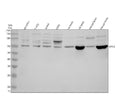 Anti-Glypican 2/GPC2 Antibody Picoband®