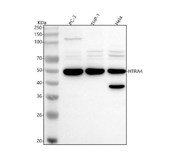 Anti-HTRA4 Antibody Picoband®