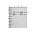 Anti-TTLL10 Antibody Picoband®