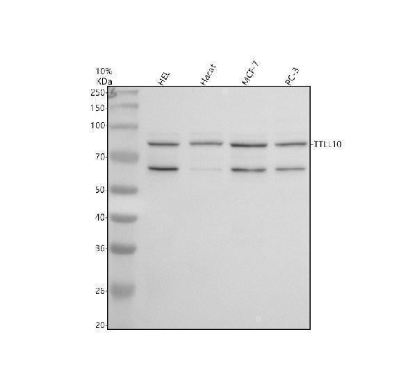 Anti-TTLL10 Antibody Picoband®