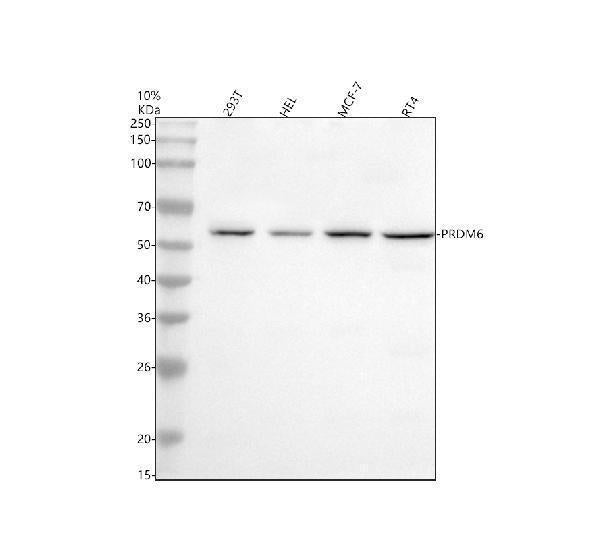 Anti-PRDM6 Antibody Picoband®