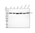 Anti-FBXO21 Antibody Picoband®